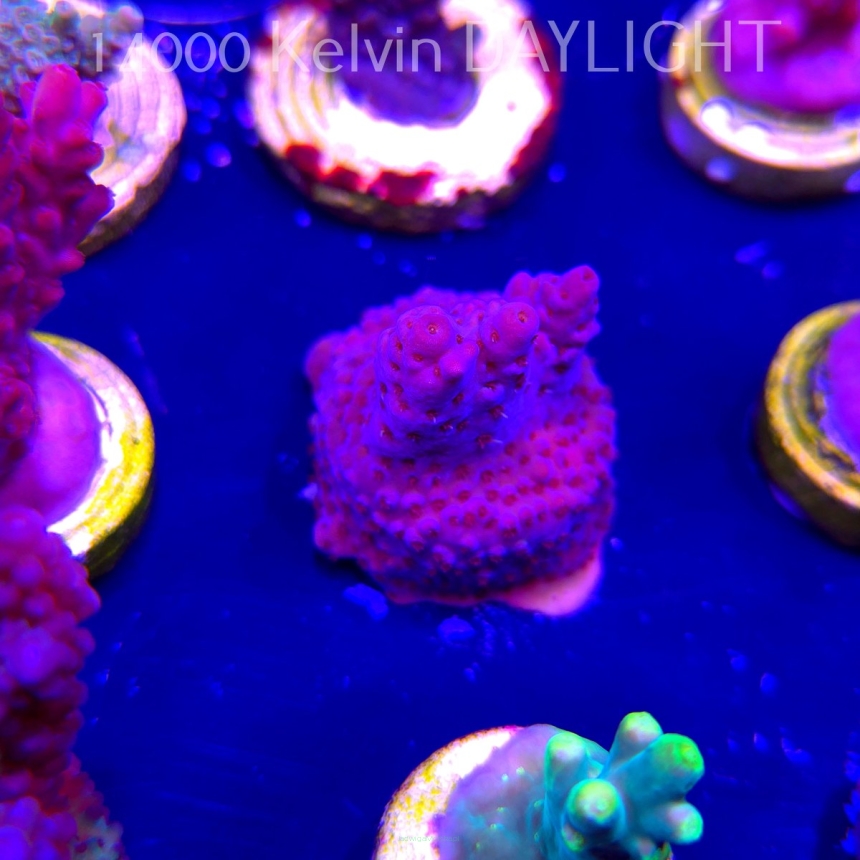 Acropora microclados PINK (04.10.2025)  2cm