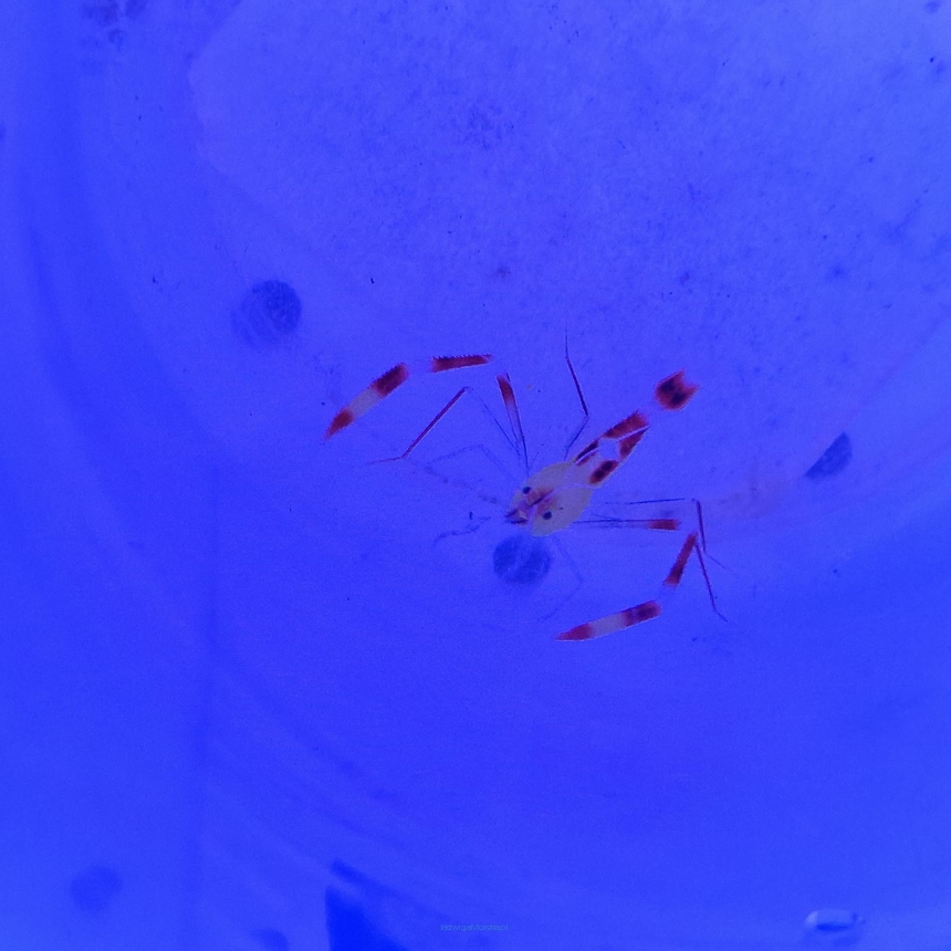 Stenopus cyanoscelis (Boxing shrimp)
