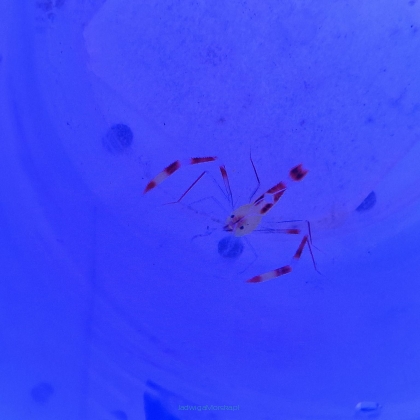 Stenopus cyanoscelis (Boxing shrimp)