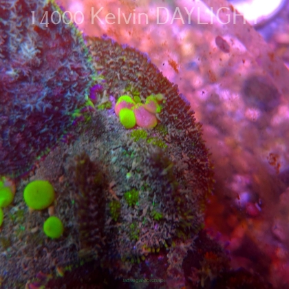 Rhodactis URANIUM Bounce Mushroom (05.03.2025)  5cm