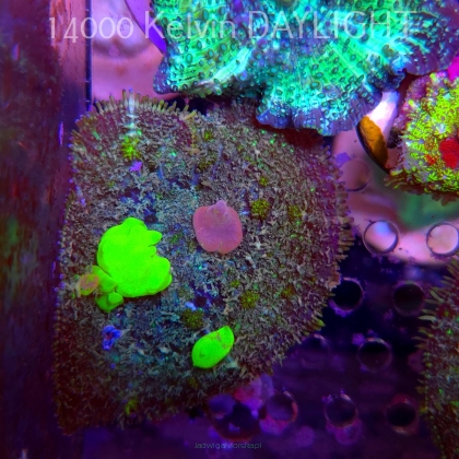 Rhodactis URANIUM Bounce Mushroom (03.06.2025)  6cm