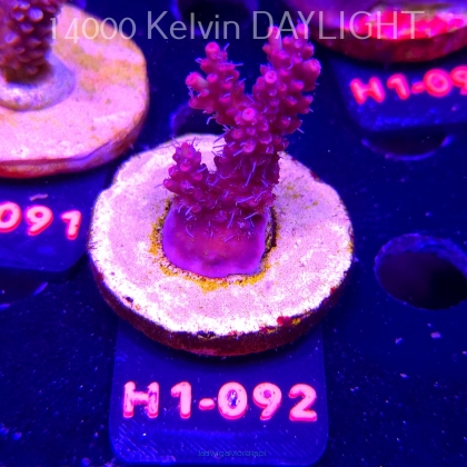 Acropora microclados STRAWBERRY SHORTCAKE (24.05.2026) H1-092  6cm