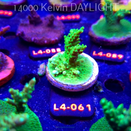 Acropora sp. PREMIUM AUSTRALIA (20.05.2026) L4-061  5cm