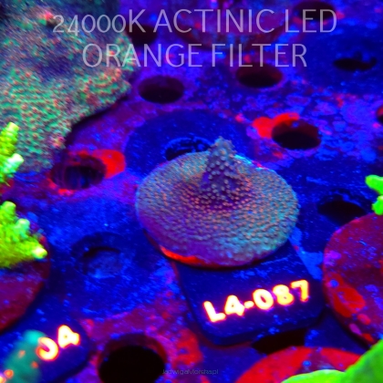 Acropora sp. PREMIUM AUSTRALIA  (07.01.2026) L4-087  5cm