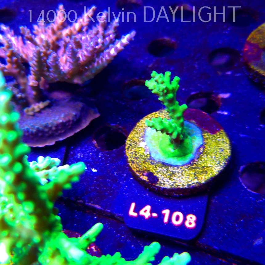 Acropora AUSTERA BANANA (20.05.2026) L4-108  6cm