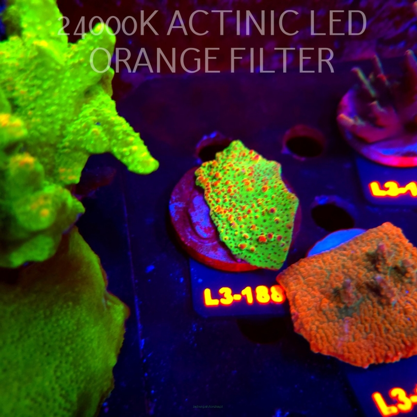 Acropora HYACINTHUS RED PLANET (11.09.2026) L3-188  5cm