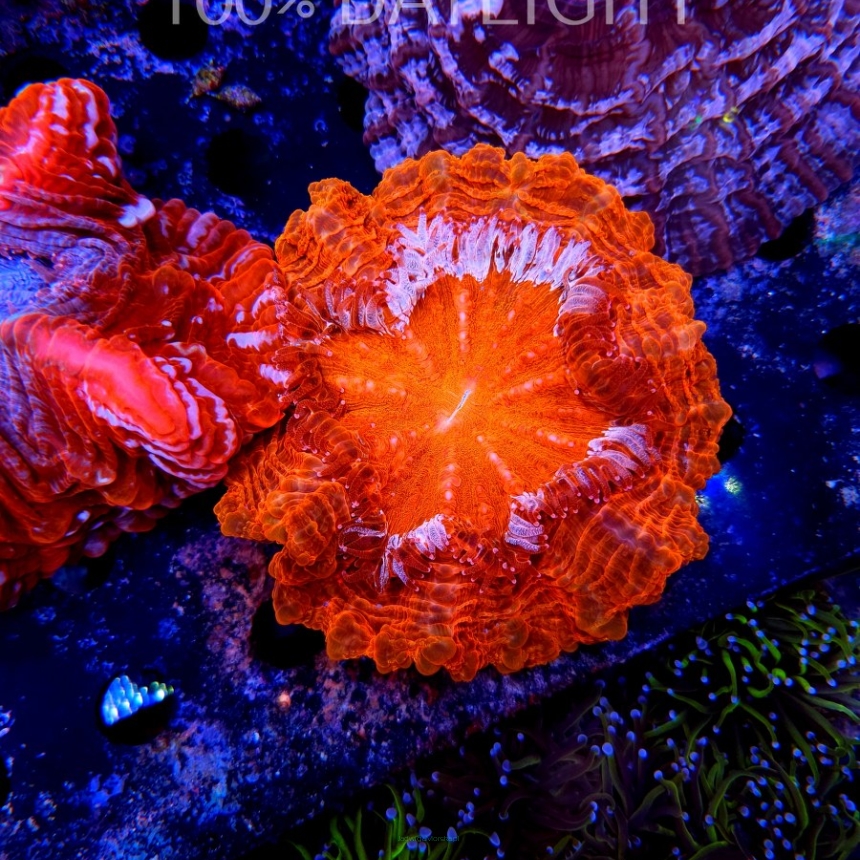  Acanthophyllia deshayesiana ULTRA Australia (03.08.2024)  12cm