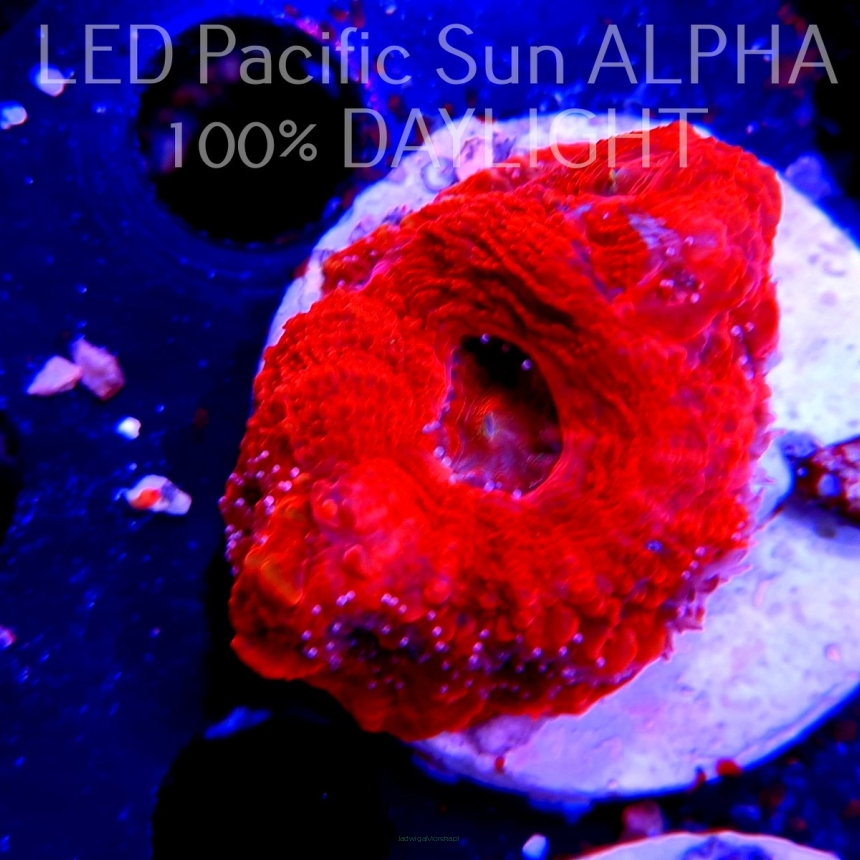 Acanthastrea bowerbanki Bloodred (18.06.2023)  5cm