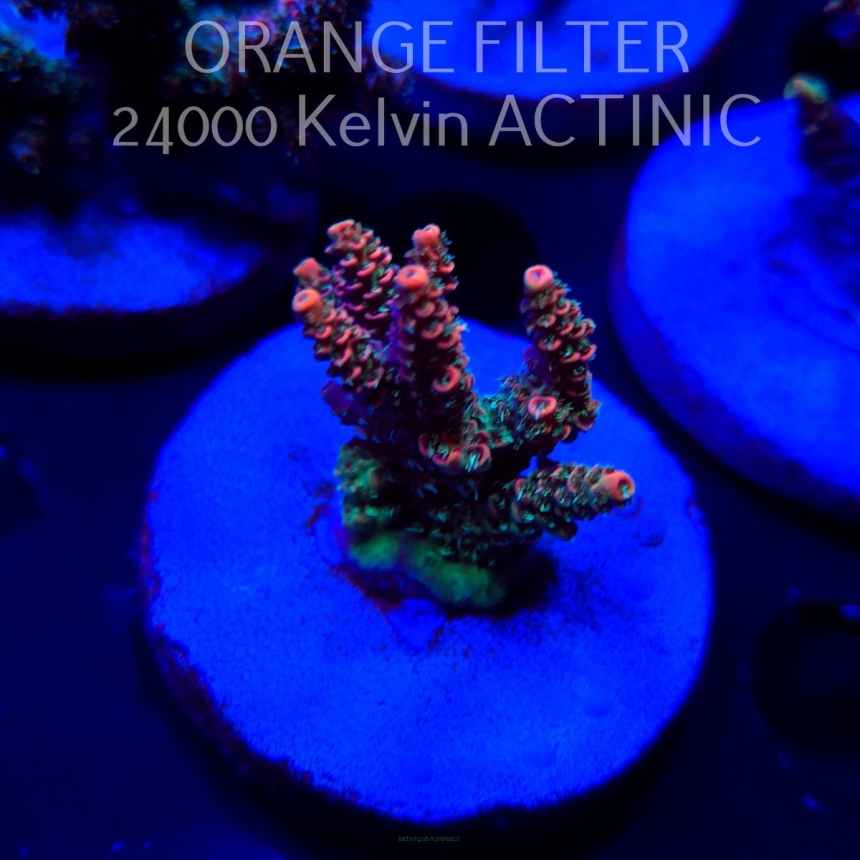 Acropora OG PC RAINBOW (04.10.2025)  5cm