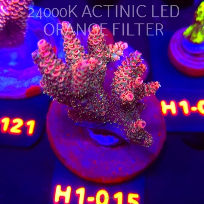 Acropora OG PC RAINBOW (01.02.2026) H1-015  6cm