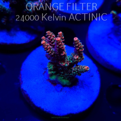 Acropora OG PC RAINBOW (04.10.2025)  5cm
