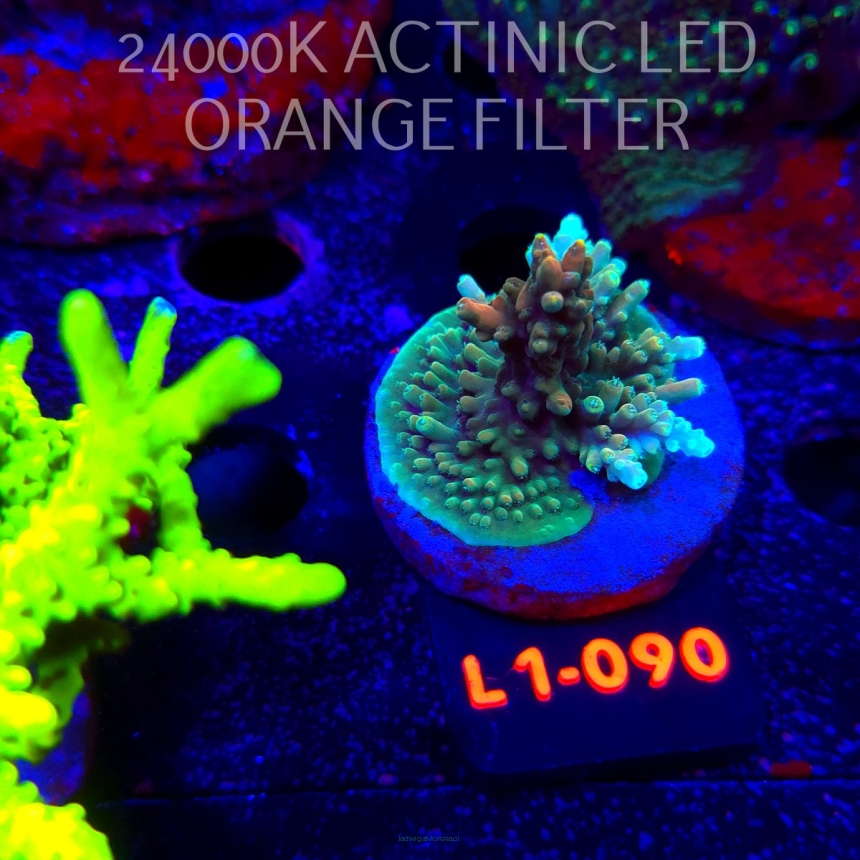 Acropora Jason Fox B33 BOMBER Acro (11.10.2025) L1-090  4cm