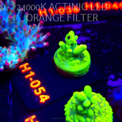 Acropora caroliniana (02.02.2026) H1-054  2.5cm