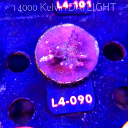 Acropora sp. PREMIUM AUSTRALIA (20.05.2026) L4-090  5cm