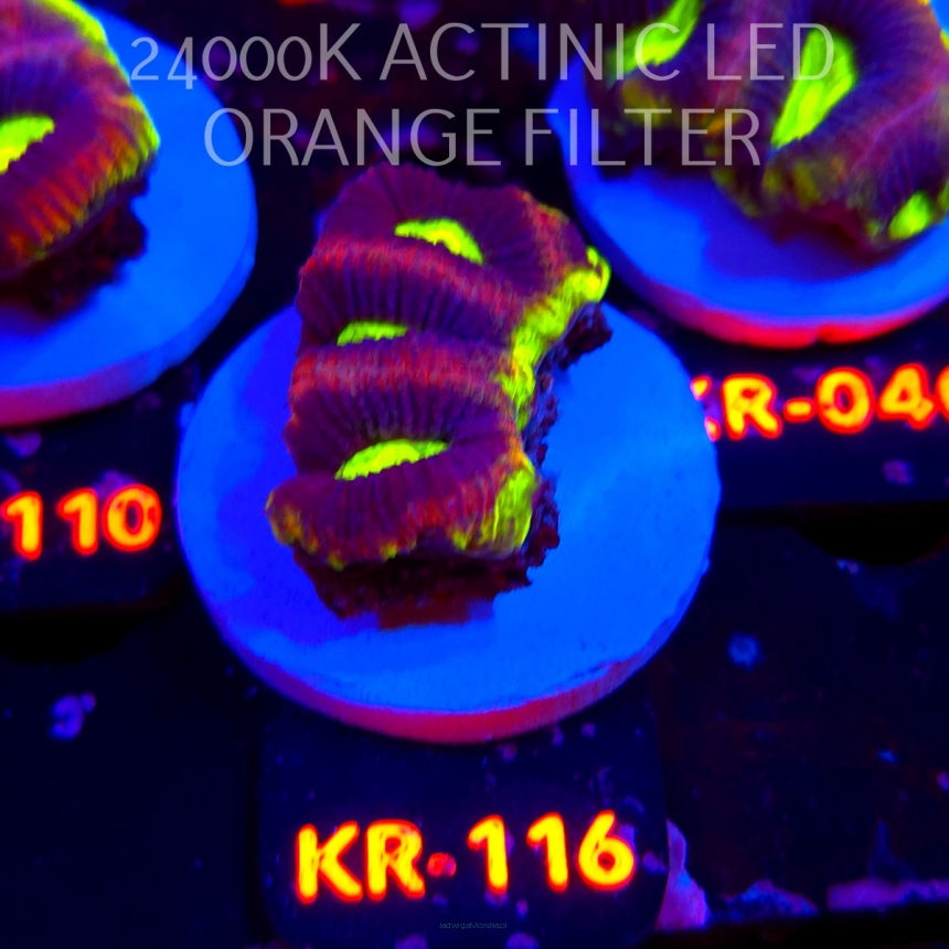 Favites complanata OG DRAGON SOUL (01.06.2026) KR-116  4cm