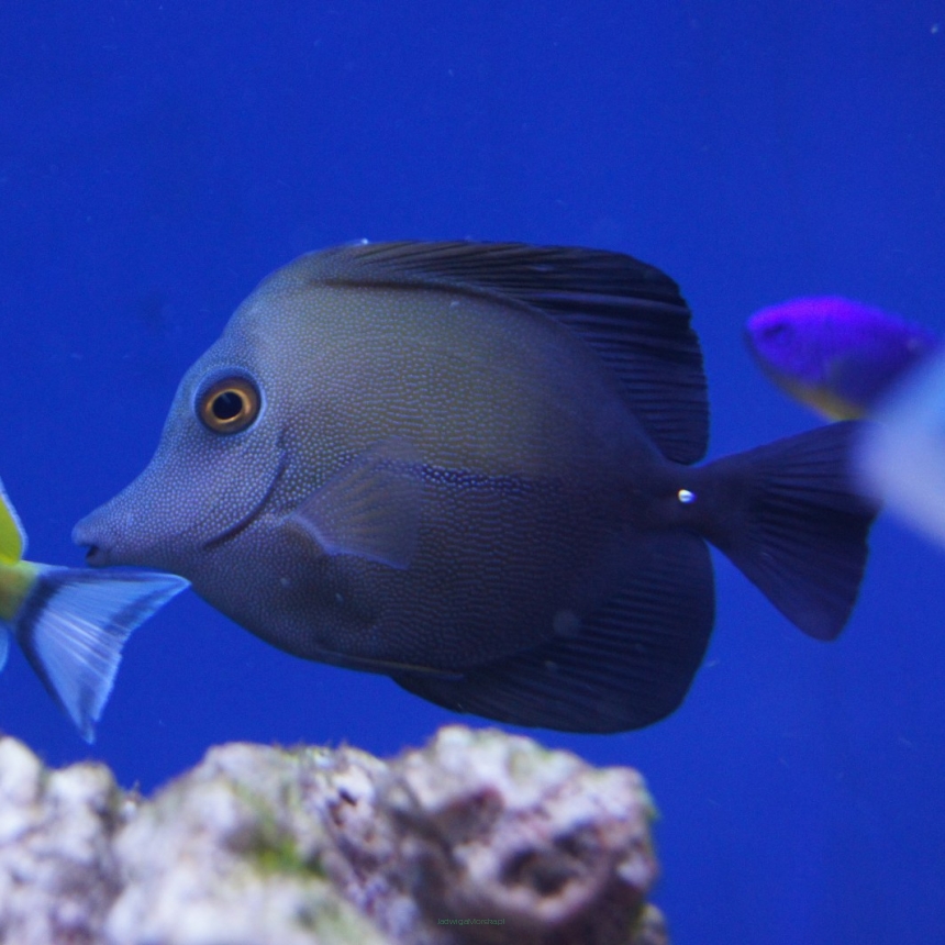 Zebrasoma Scopas rozmiar 7-8 cm