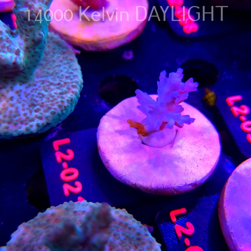 Acropora ECHINATA ICE FIRE CORAL SEA (14.08.2026) L2-021  2cm
