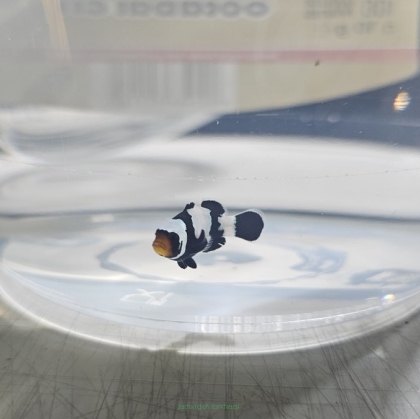 Amphiprion ocellaris BLACK PICASSO 4cm WYSIWYG TANK BRED
