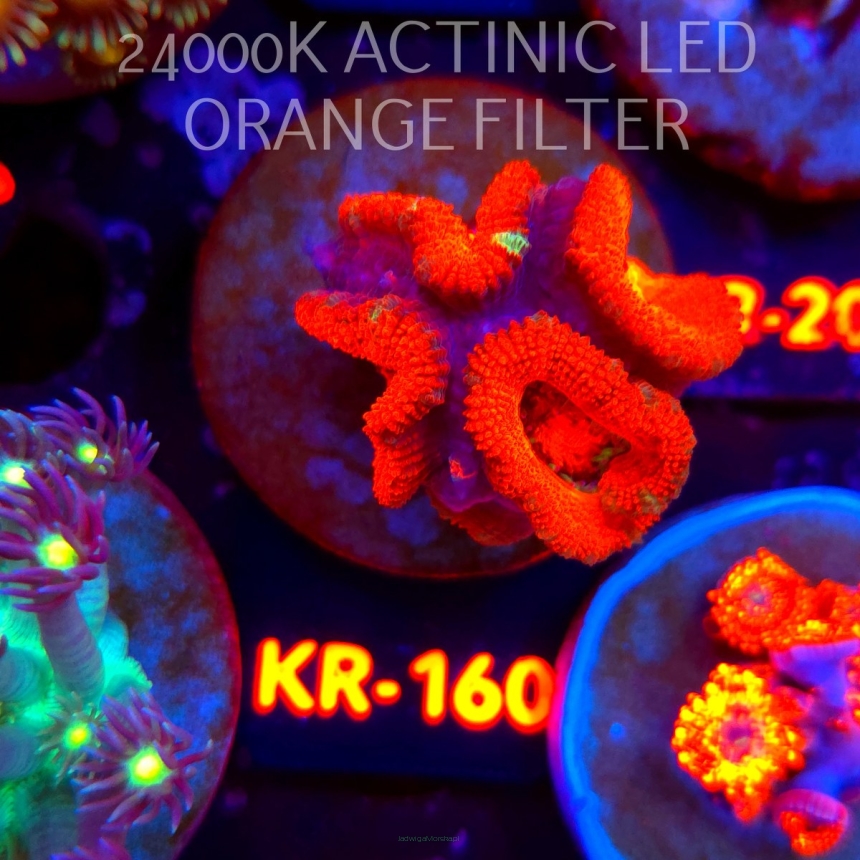 Acanthastrea lordhowensis SUNRISE (12.07.2026) KR-160  3cm