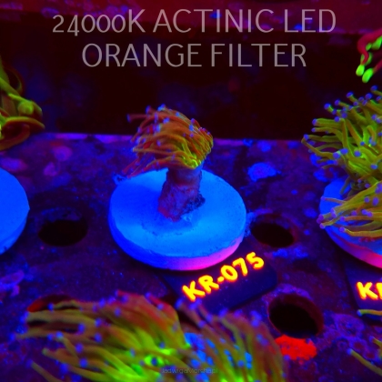 Euphyllia glabrescens TG TOXIC JOKER TORCH (01.09.2026) KR-075