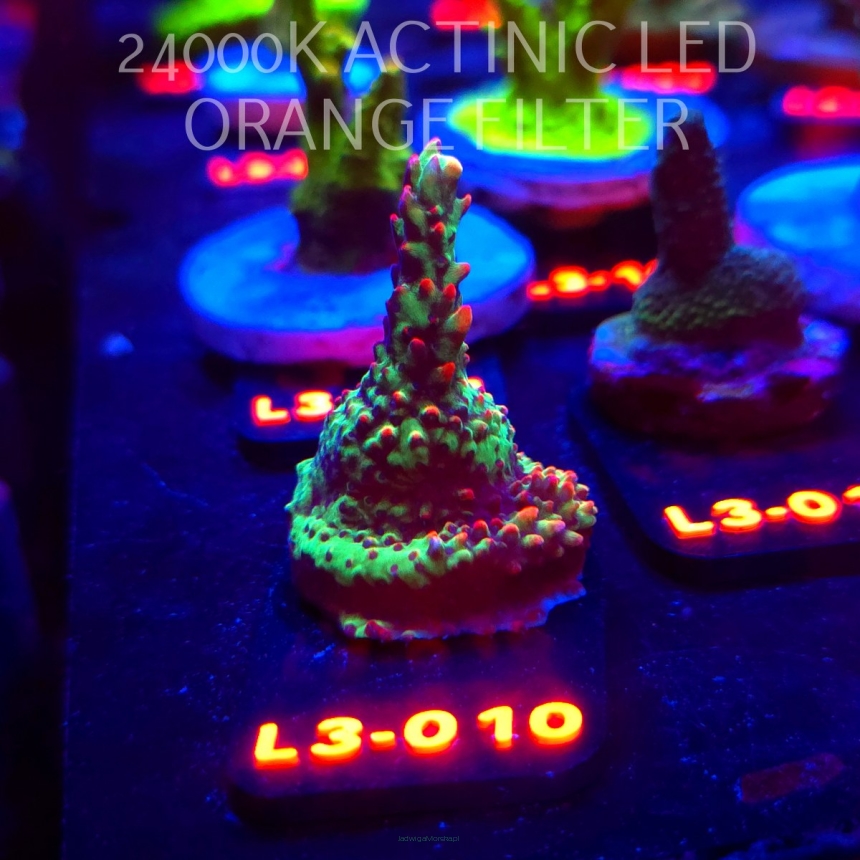 Acropora sp. PREMIUM AUSTRALIA (08.05.2026) L3-010  4cm