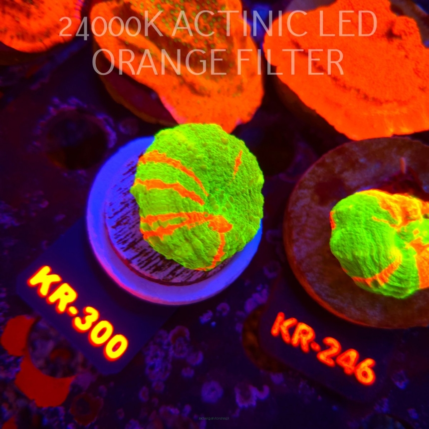  Scolymia Australis BLEEDING APPLE (19.09.2026) KR-300  3cm