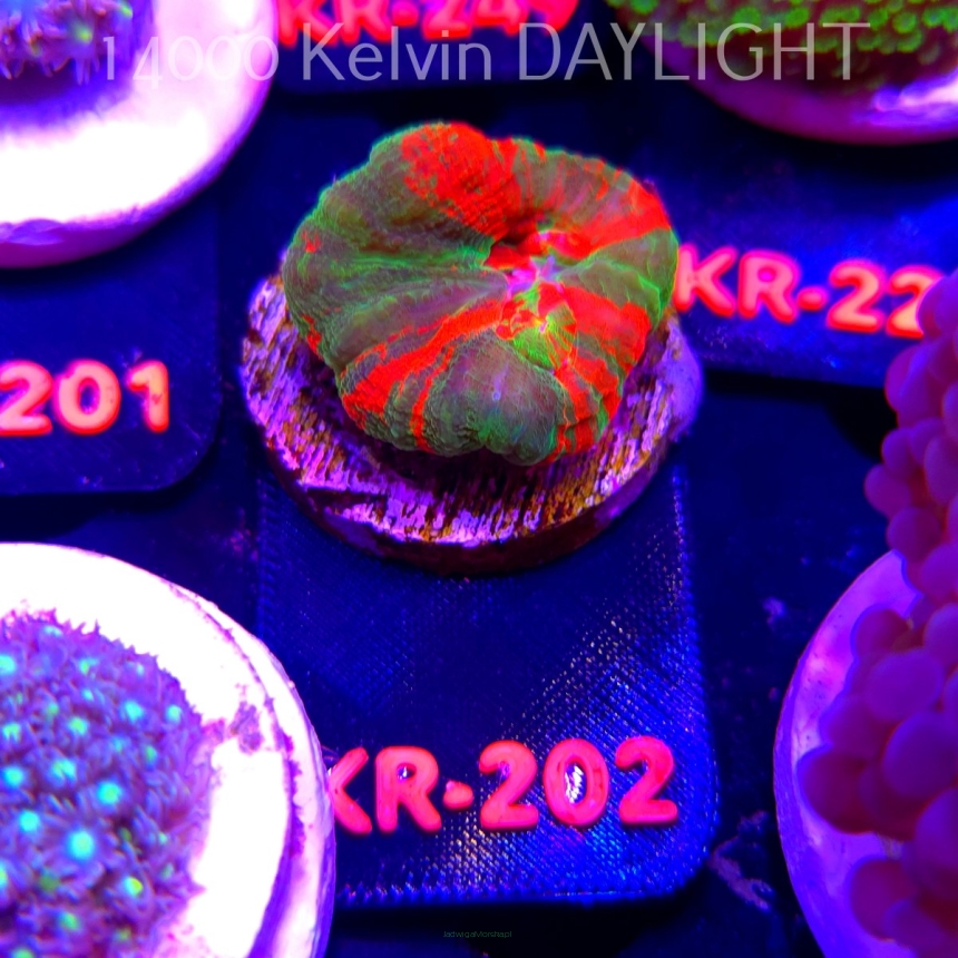 Scolymia Australis BLEEDING APPLE (06.03.2026) KR-202  3cm