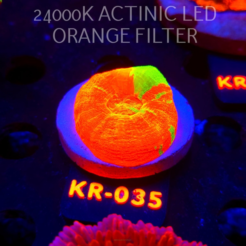 Scolymia Australis REVERSE BLEEDING APPLE (07.12.2025) KR-035  4cm