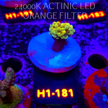 Euphyllia paraancora AUSSIE GREEN HOLOGRAM HAMMER (01.07.2026) H1-181