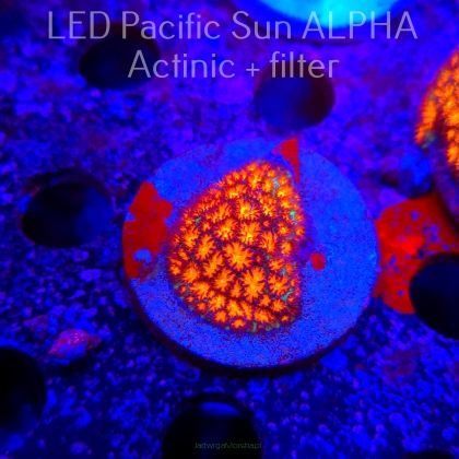 Leptastrea pruinosa ORANGE (01.09.2025)  4cm