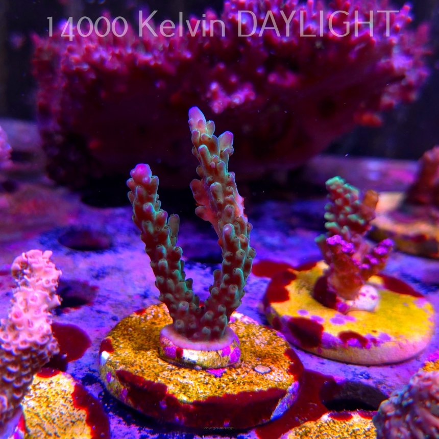 Acropora valida PURPLE TIPS (24.05.2025) L2-III-22  6cm