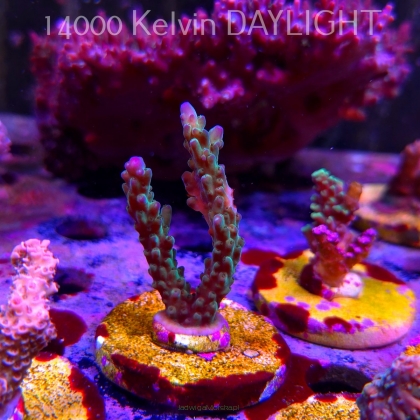 Acropora valida PURPLE TIPS (24.05.2025) L2-III-22  6cm