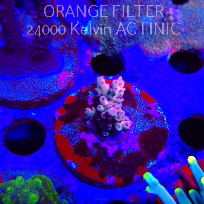 Acropora TG PINK STARDUST (24.05.2025) L2-III-6  3cm