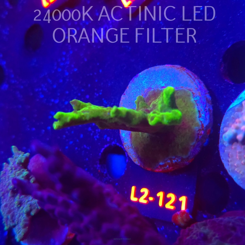 Acropora sp AUSTRALIA (12.11.2025) L2-121  6cm