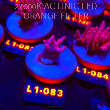 Acropora JMC PINK DREAM (02.08.2026) L1-082  2cm
