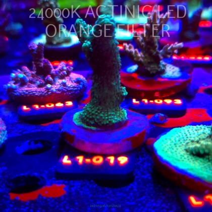 Acropora MILLEPORA PINK (16.03.2026) L1-019  7cm