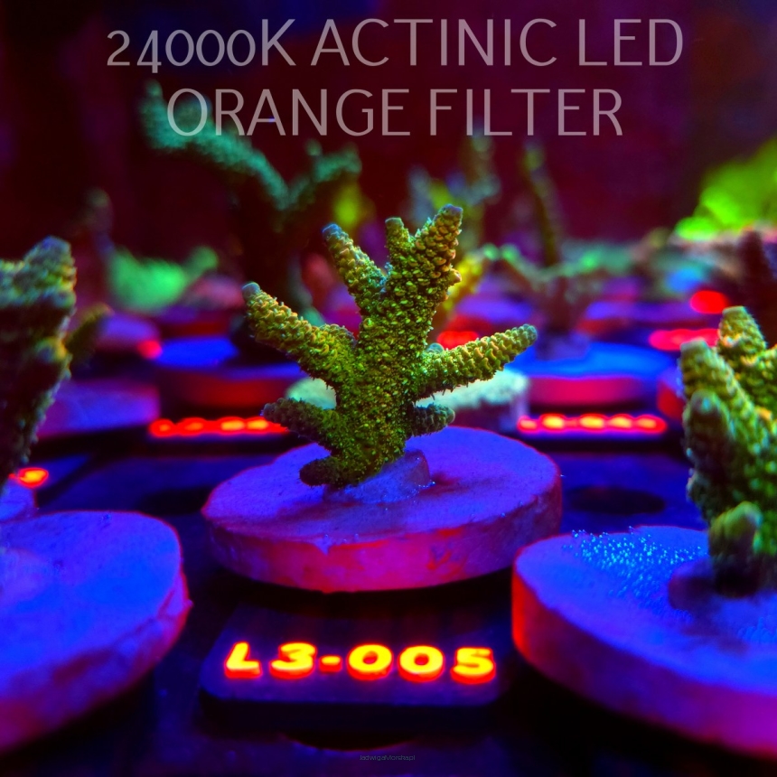 Acropora MILLEPORA SUNSET (10.09.2026) L3-005  5cm
