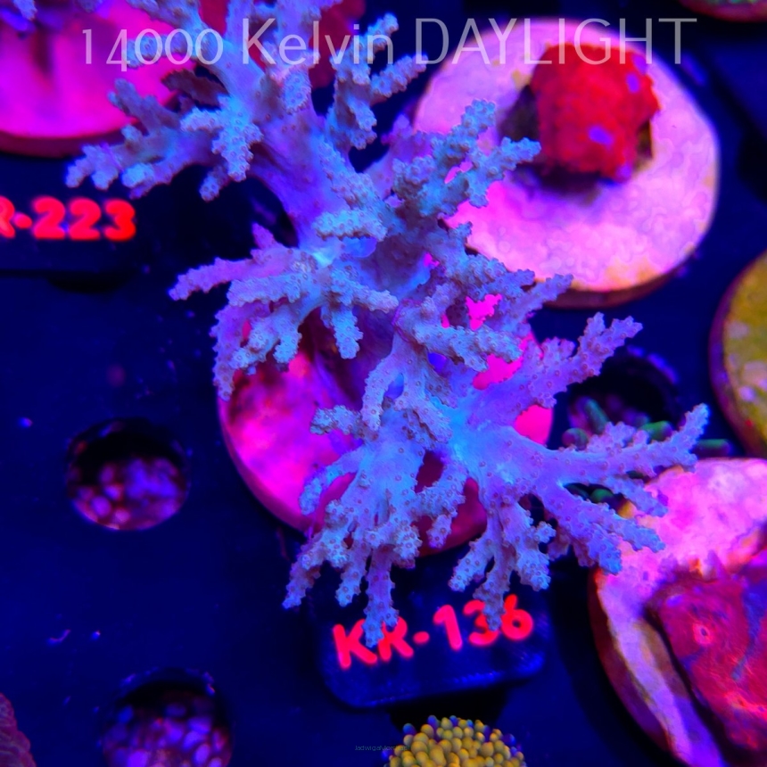 Stereonephthya sp. (03.04.2026) KR-136  10cm