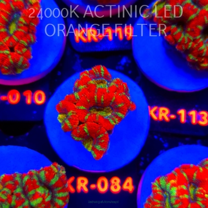 Acanthastrea lordhowensis CHRISTMAS ACAN (03.01.2026) KR-084  4cm