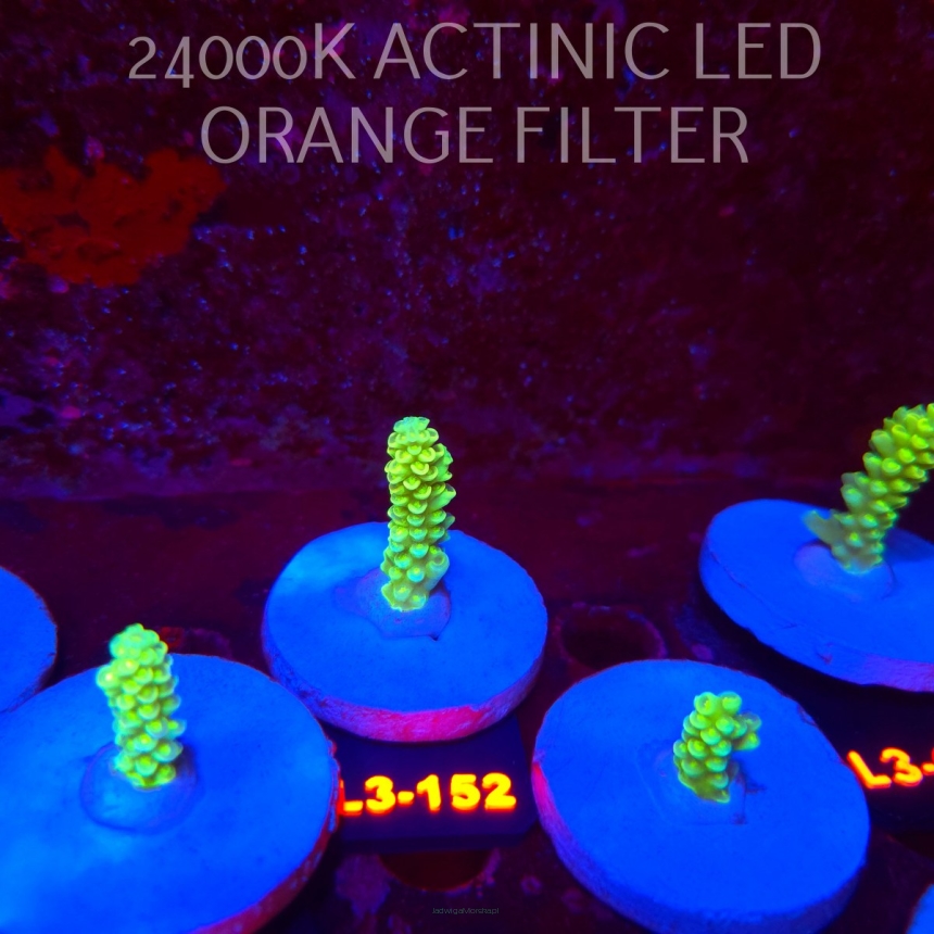 Acropora KENTI YELLOW CORAL SEA ULTRA (19.09.2026) L3-152  5cm