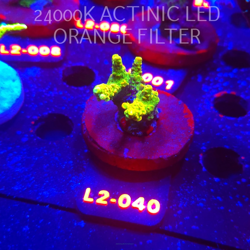 Acropora GOLD JAWDROPPER (14.11.2025) L2-040  4cm