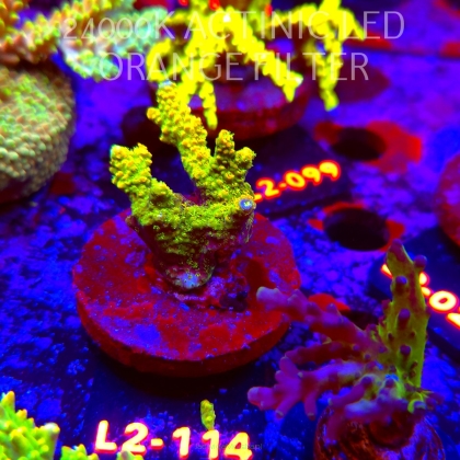 Acropora GOLD JAWDROPPER (17.03.2026) L2-114  5cm