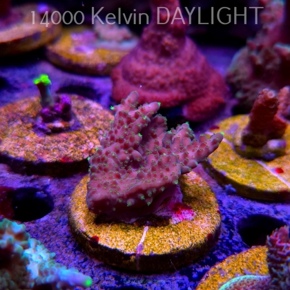 Acropora efflorescens TABLE ACRO (24.05.2025) L2-II-14  5cm