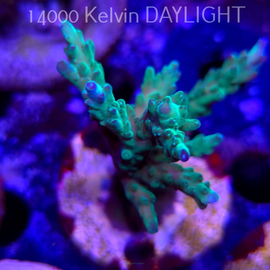 Acropora sp. AUSTRALIA  (21.06.2025) L4-III-23  8cm