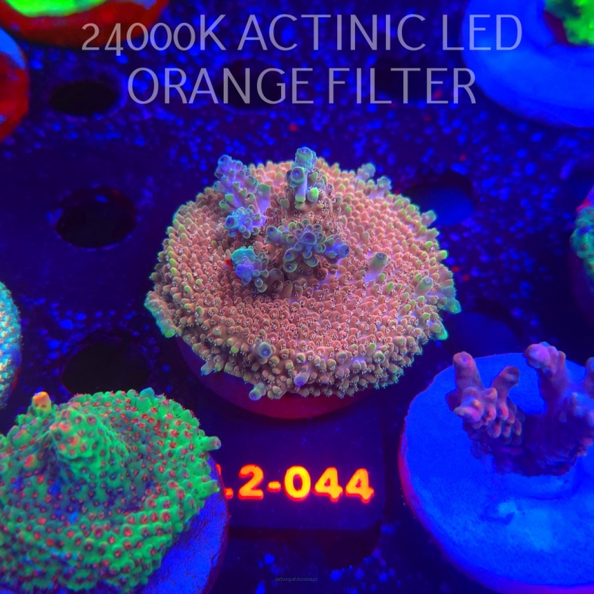 Acropora Jason Fox B33 BOMBER Acro (16.11.2025) L2-044  6cm