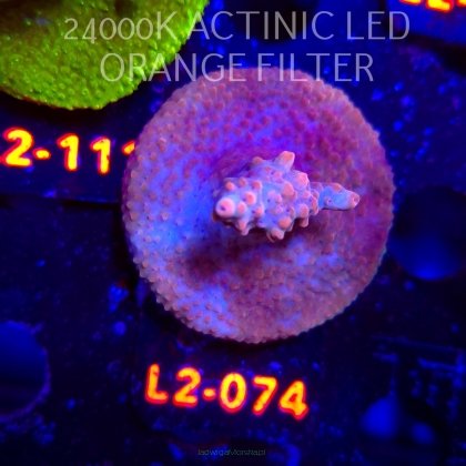 Acropora Jason Fox B33 BOMBER Acro (18.03.2026) L2-074  5cm