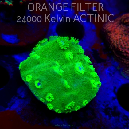 Turbinaria peltata TOXIC GREEN (11.08.2025) MM6-II-25  4cm