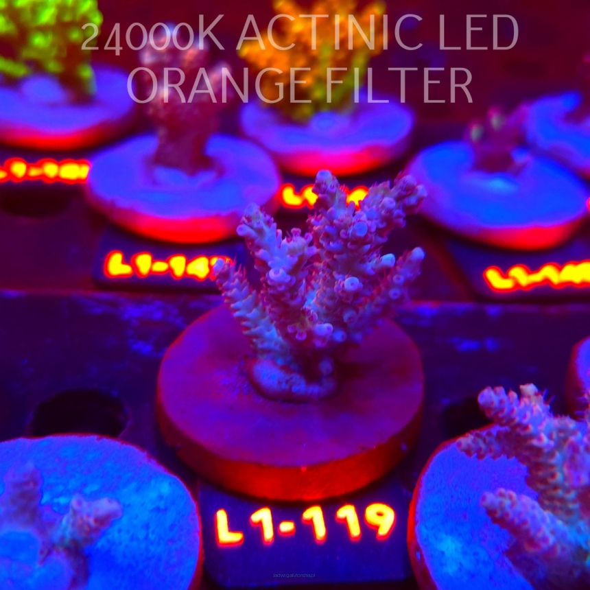 Acropora RED PLANET ULTRA AUSTRALIA (02.08.2026) L1-119  5cm