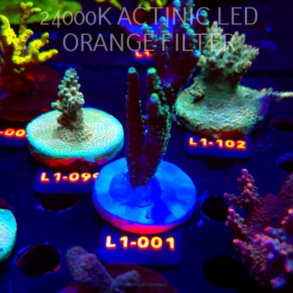 Acropora sp. AUSTRALIA  (14.03.2026) L1-001  7cm