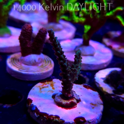 Acropora sp AUSTRALIA (20.03.2025) L1-II-4  6cm